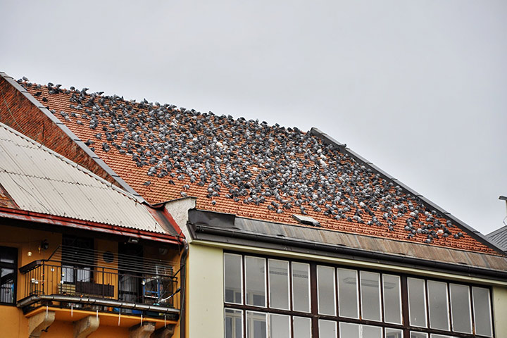 A2B Pest Control are able to install spikes to deter birds from roofs in Sandy. 