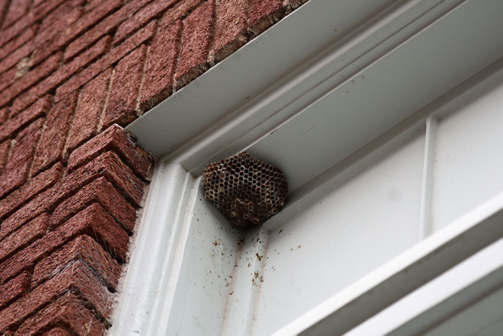 We provide a wasp nest removal service for domestic and commercial properties in Sandy.